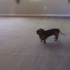 dog on clean carpet
